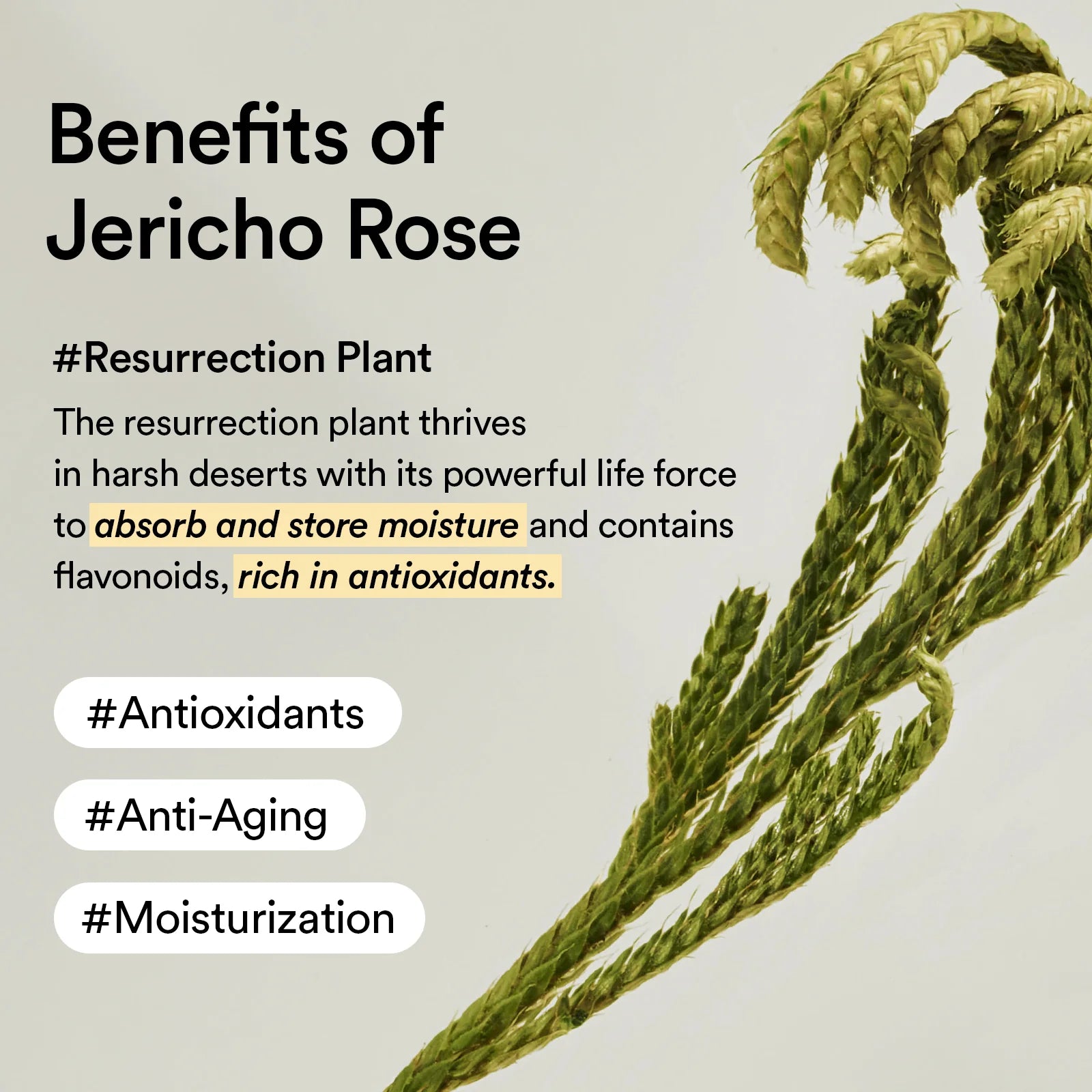 Abib Collagen Eye Patch Jericho Rose Jelly 90g